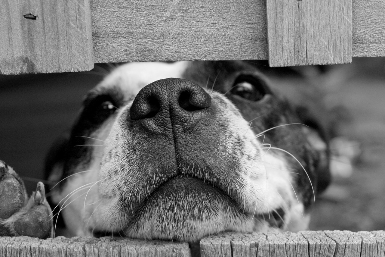 white and black shot of a dog