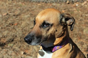 a picture of a brown dog 